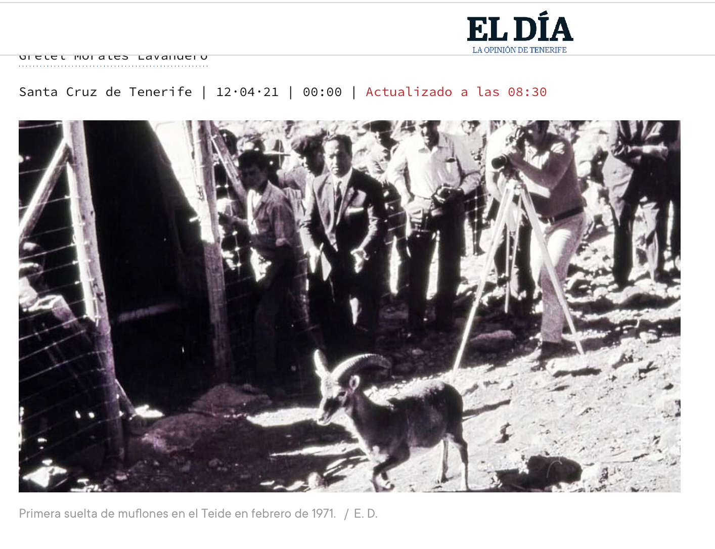 Im Februar 1971 wurde das 1. Mufflon in den Cañadas ausgewildert  - Foto EL DÌA